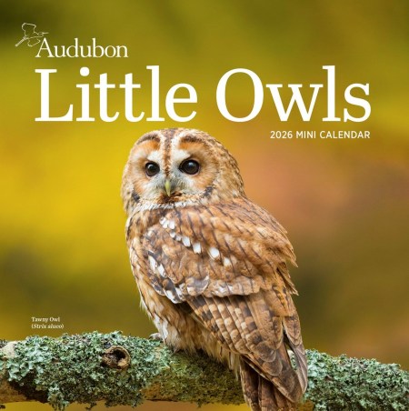 Audubon Little Owls Mini Wall Calendar 2026
